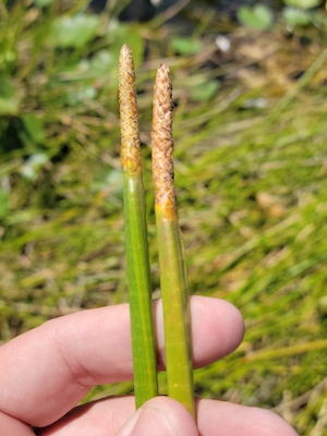 Eleocharis interstincta