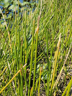 Eleocharis interstincta