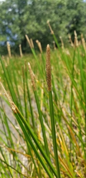 Eleocharis mutata