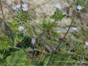 Elephantopus elatus