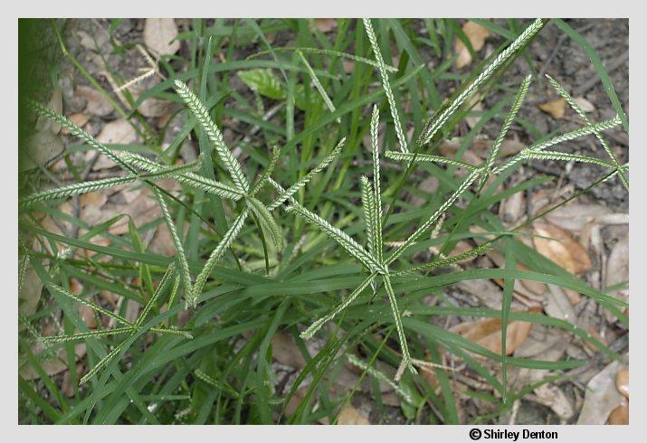 Eleusine indica