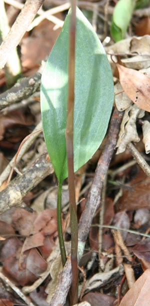 Eltroplectris calcarata