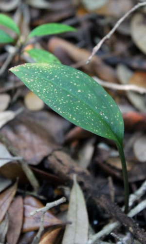 Eltroplectris calcarata