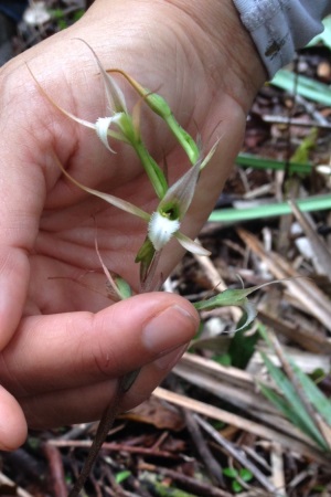 Eltroplectris calcarata