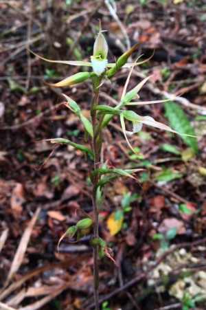 Eltroplectris calcarata