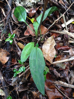 Eltroplectris calcarata