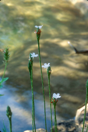 Elytraria caroliniensis