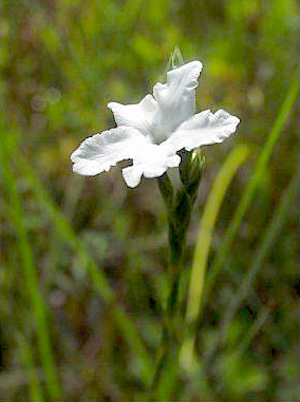 Elytraria caroliniensis