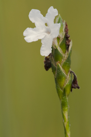 Elytraria caroliniensis