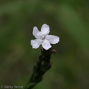 Elytraria caroliniensis