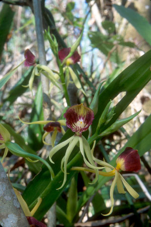 Prosthechea cochleata