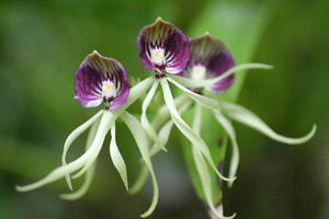 Prosthechea cochleata