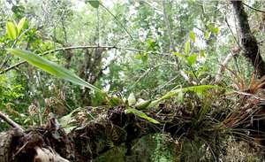 Prosthechea cochleata