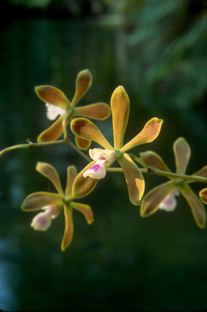 Encyclia tampensis