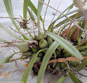 Encyclia tampensis