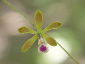 Encyclia tampensis