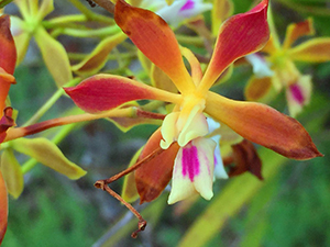 Encyclia tampensis