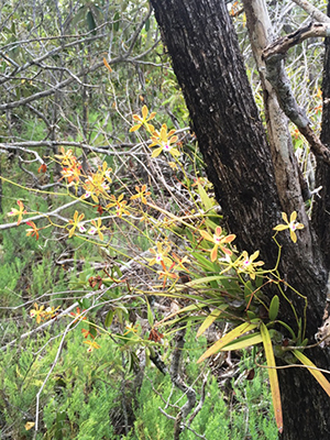 Encyclia tampensis