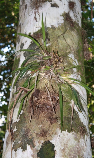 Encyclia tampensis