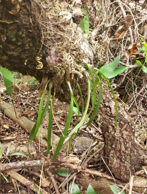 Encyclia tampensis