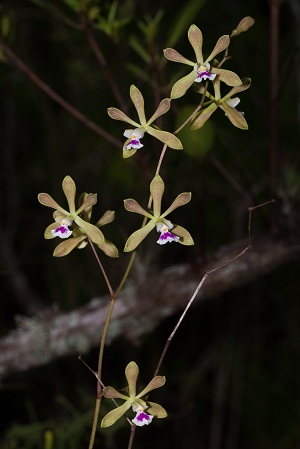 Encyclia tampensis