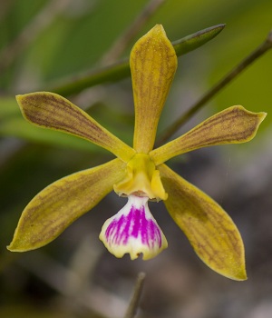 Encyclia tampensis