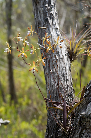 Encyclia tampensis