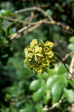 Epidendrum anceps