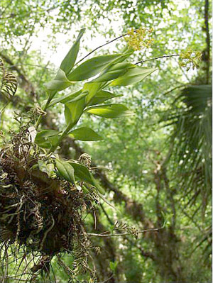 Epidendrum anceps