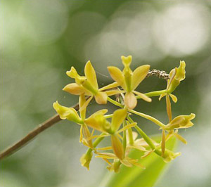 Epidendrum anceps