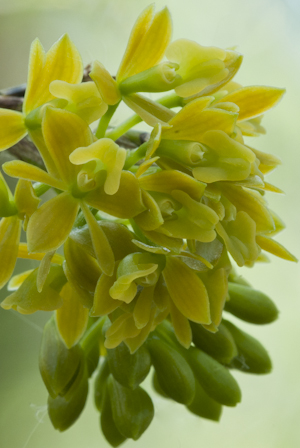 Epidendrum anceps