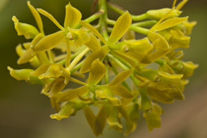 Epidendrum anceps