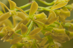 Epidendrum anceps