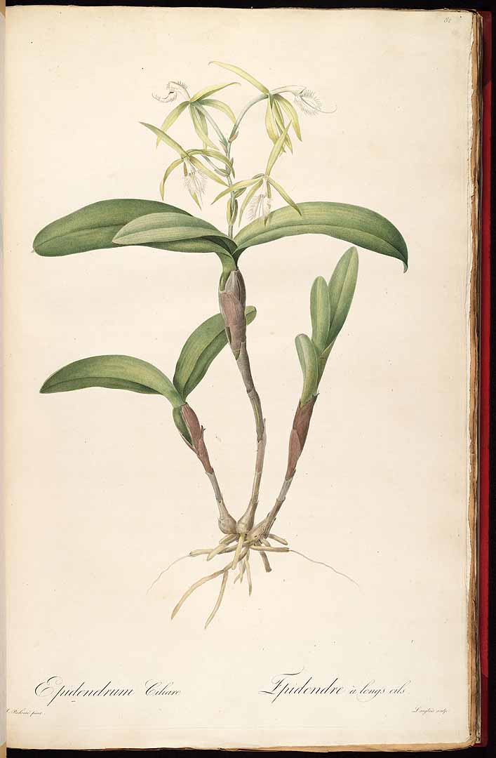 Epidendrum ciliare