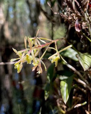 Epidendrum conopseum