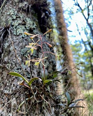 Epidendrum conopseum