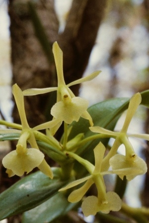 Epidendrum floridense