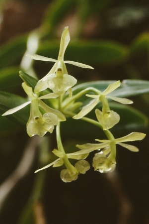 Epidendrum floridense