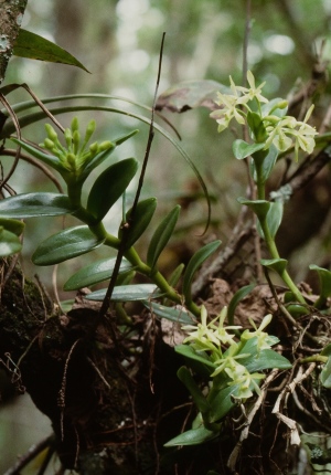 Epidendrum floridense