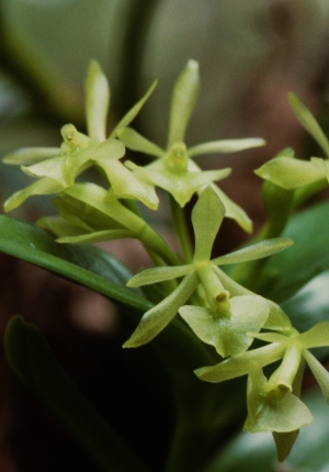 Epidendrum floridense