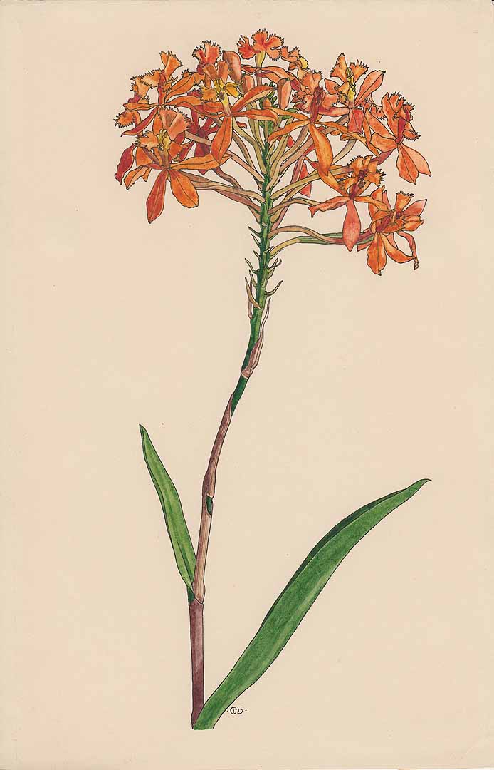 Epidendrum ibaguense