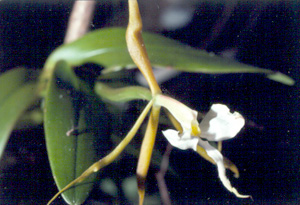 Epidendrum nocturnum