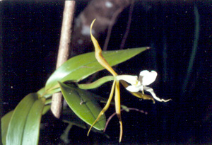 Epidendrum nocturnum