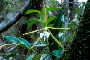 Epidendrum nocturnum