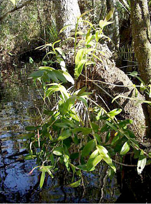 Epidendrum nocturnum