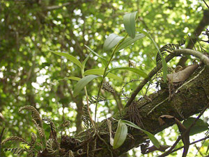 Epidendrum nocturnum