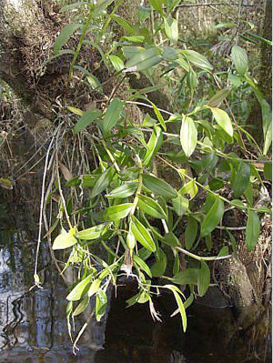 Epidendrum nocturnum