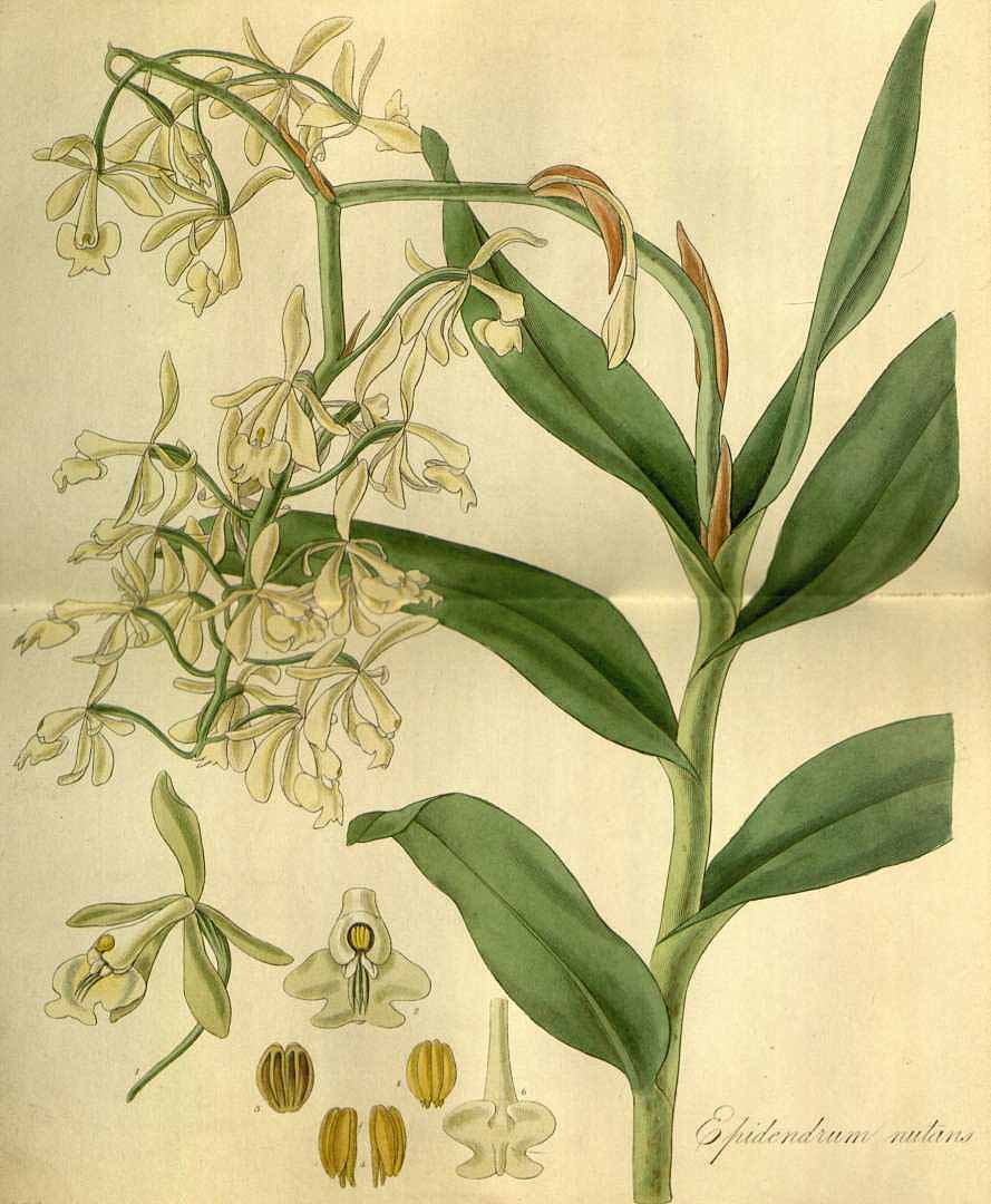 Epidendrum nutans