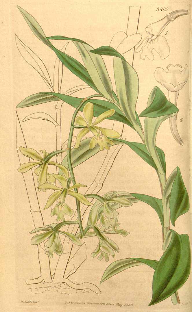 Epidendrum patens