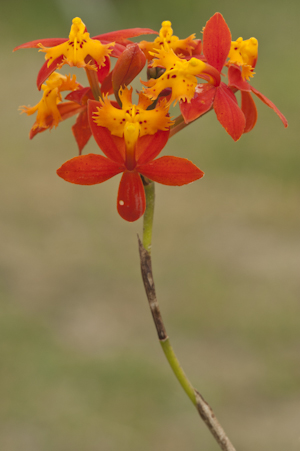 Epidendrum radicans